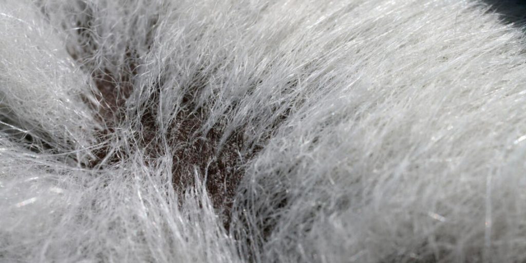 Black skin of a polar bear Swan Expeditions