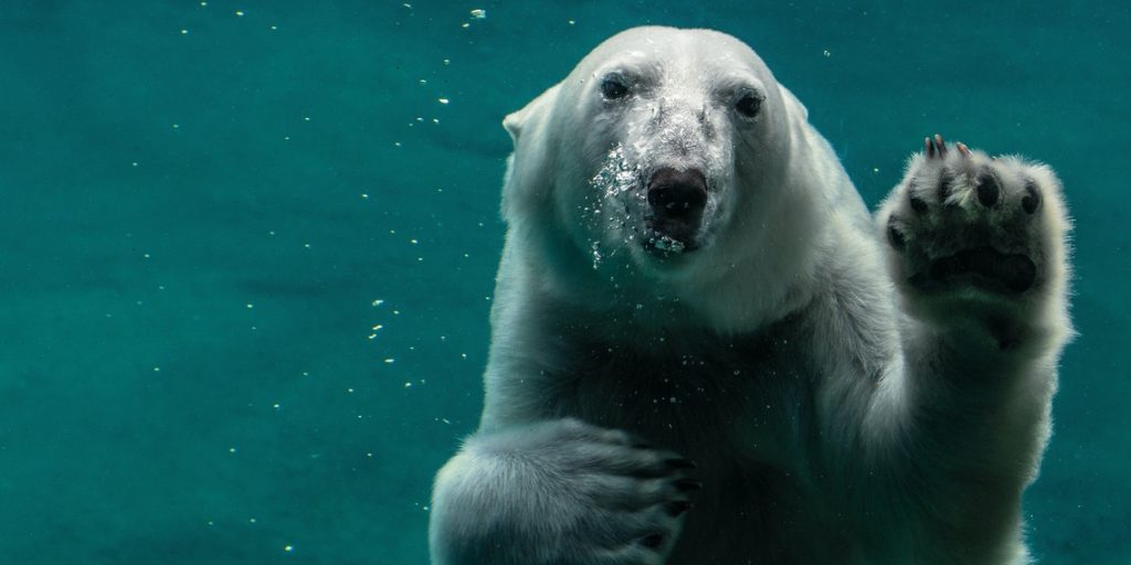 Swimming polar bear