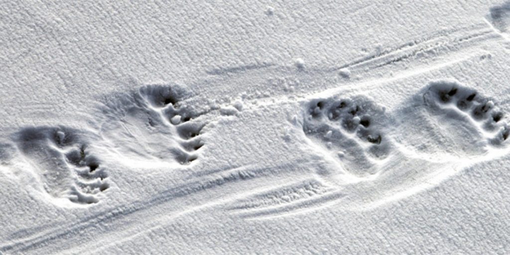 Polar bear footprints swan expeditions