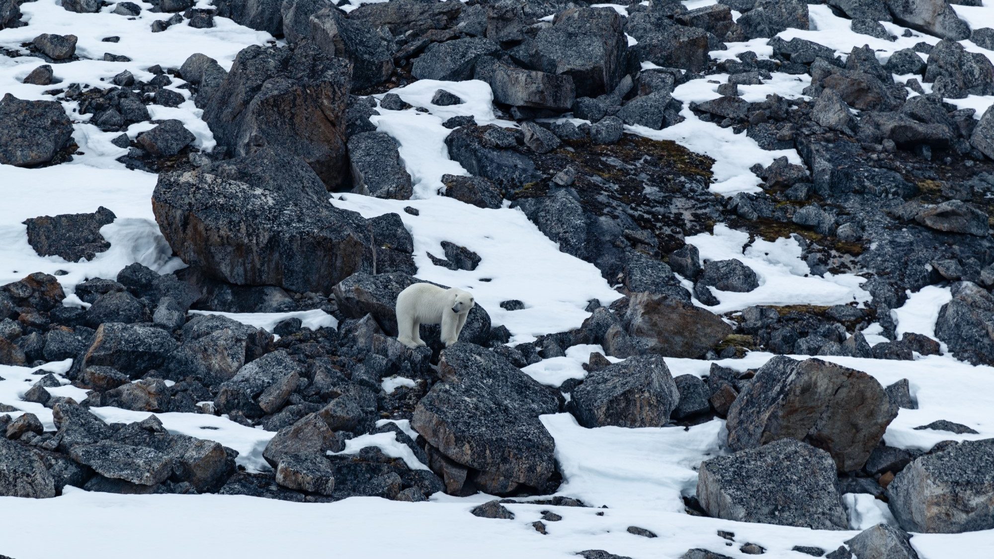 Polar bear in the arctic