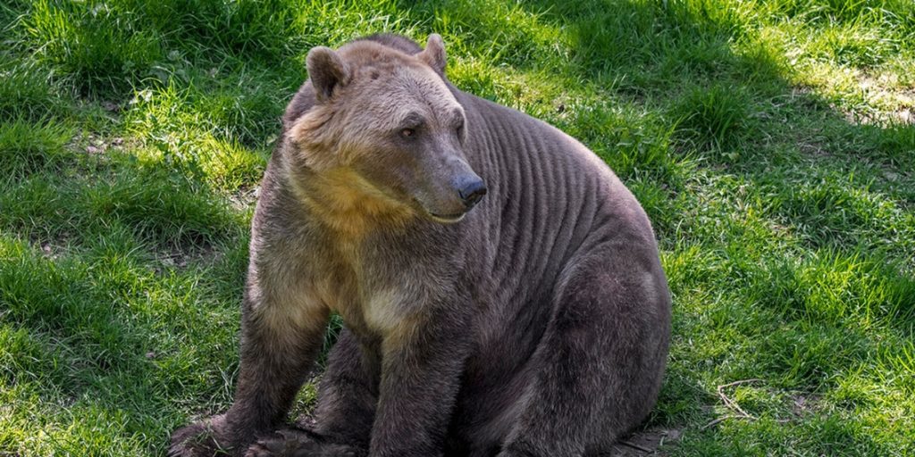 Grizzly Polar bear hybrid Swan Expeditions